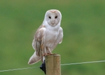 Barn Owl