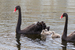 Black Swan Family 7