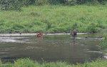 Male sitatunga exhausting the female