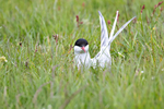 Arctic Tern (nesting)