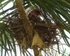 Northern Cardinal nest, Hakalau, Hawaii