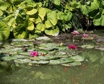 Monets Garden -1