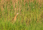 Bittern