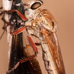 Bugs: Macro insects portfolio