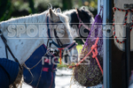 Junior Showjumping_10-11-2019-46