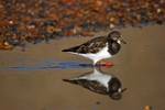 Turnstone