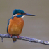 Kingfisher showing orange breast at Otmoor