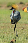 Grey Crowned Crane portfolio