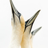 Northern Gannet