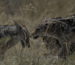 Black-backed Jackal