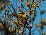 Blue Tit