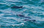 Dolphins 4