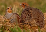 Grey Partridge 1
