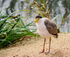 Slimbridge Oct24-115
