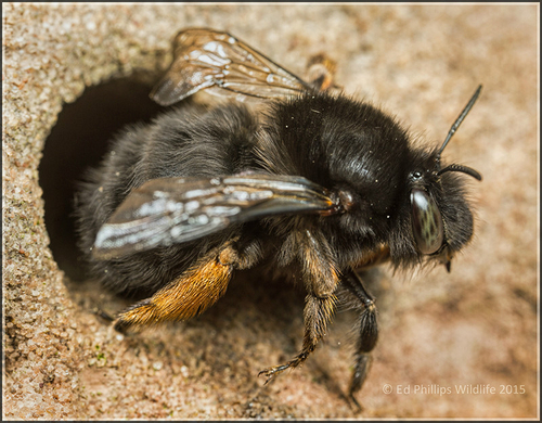Female Hairy-footed Flower Bee ([i]Anthophora plumipes[/i]), leaving her hole in a church wall. Staffordshire, April…