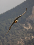 Lammergeier turning in flight, Catalonia, Spain