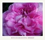 Rosa damascena 'Ispahan' 2