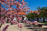 Algoz- Magnolia blossom