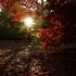 Autumn at Westonbirt