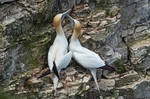 Gannets