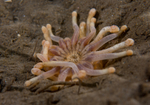 Anemonactis mazeli