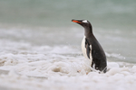 Gentoo Penguin standing in surf, Carcass Island, Falklands