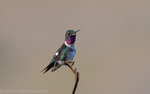 White-Bellied Woodstar Male