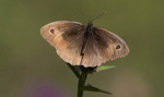 Meadow Brown