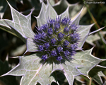Sea-holly (02)