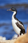 Imperial Shag standing upright side view, Carcass Island, Falklands