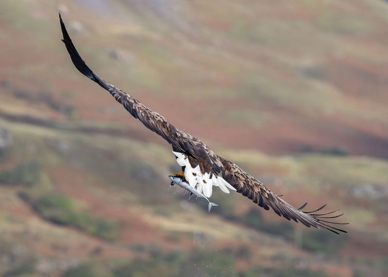 White Tailed Eagle - Isle of Mull - Scotland