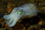 Rossia macrosoma