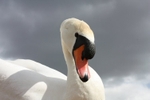 Posing Swan 2