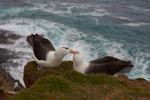 Black-browed Albatross