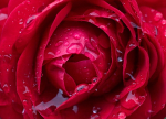 Red Rain Rose