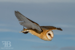 birds-20