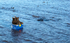 Caught by the tide