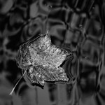 Leaf Well Alone