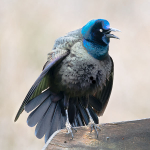 COMMON GRACKLE - PORT RYERSE