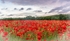 Poppy Field, Co. Carlow