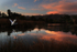 Egret at Dusk