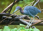 Little Blue Heron, Costa Rica