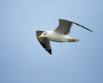 Yellow-legged Gull portfolio
