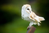 September - Barn Owl, Arley