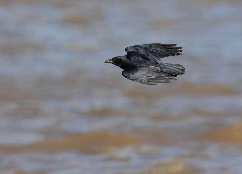 Carrion Crow - Dee Estuary - North Wales