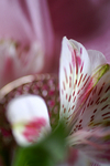Flowers Set 08 - 46