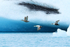 Eiders (male, female, juvenile) flying, Jokulsarlon, Iceland
