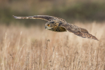 Eagle Owl