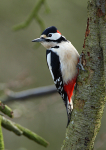 Great Spotted Woodpecker