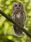 Adult